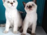 Safkan British Shorthair