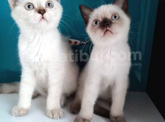 Safkan British Shorthair görsel