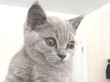 Acill British Shorthair Erkek