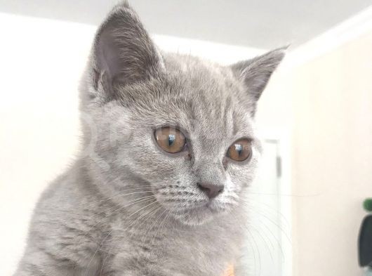Acill British Shorthair Erkek