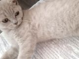 Acill British Shorthair Erkek