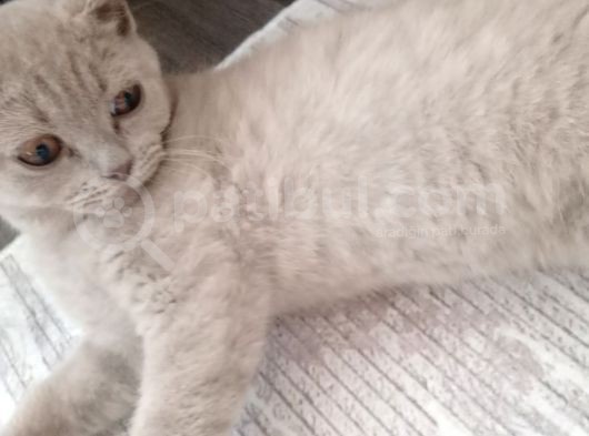 Acill British Shorthair Erkek görsel