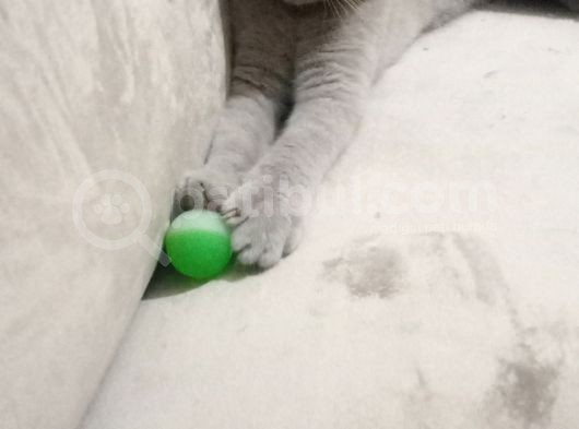 Acill British Shorthair Erkek görsel