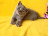 British Shorthair Yavruları