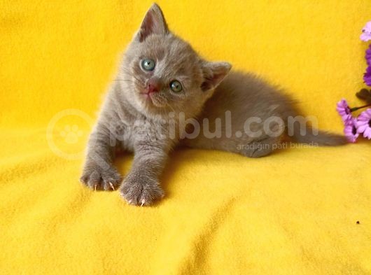 British Shorthair Yavruları