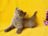 British Shorthair Yavruları