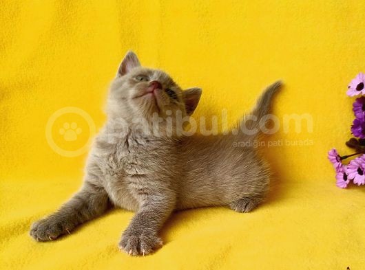 British Shorthair Yavruları görsel