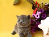 British Shorthair Yavruları