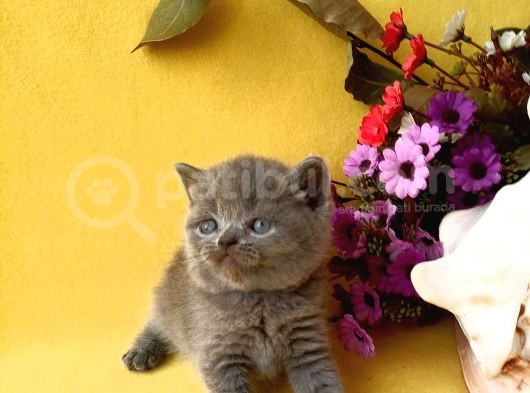 British Shorthair Yavruları görsel