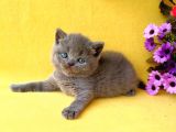 British Shorthair Yavruları