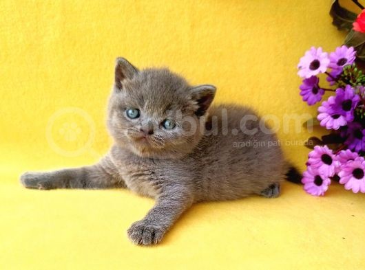 British Shorthair Yavruları görsel