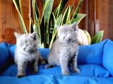 British Shorthair Yavruları