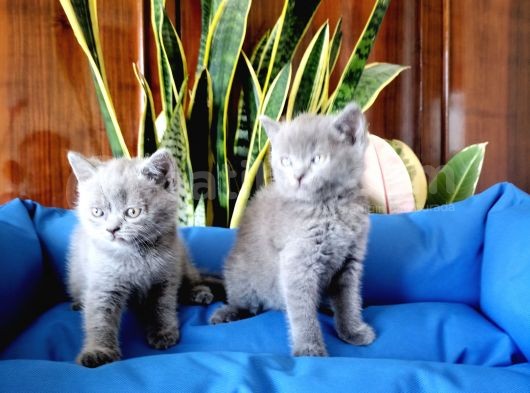 British Shorthair Yavruları