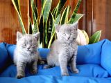 British Shorthair Yavruları