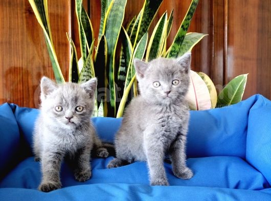 British Shorthair Yavruları görsel