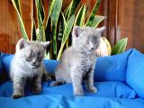 British Shorthair Yavruları
