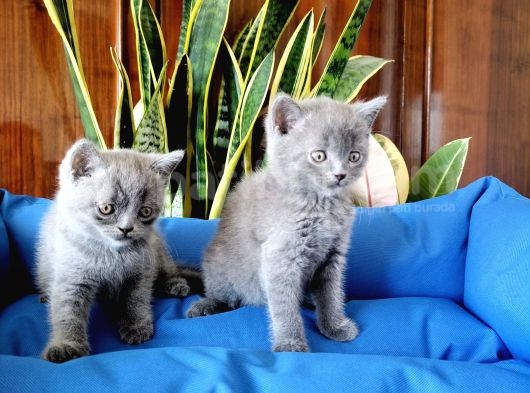 British Shorthair Yavruları görsel