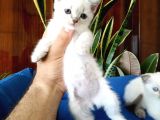 British Shorthair Yavruları