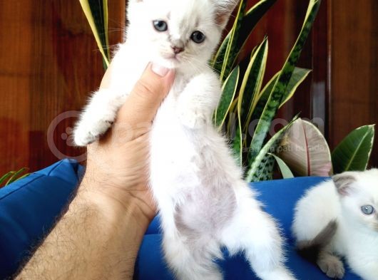 British Shorthair Yavruları görsel