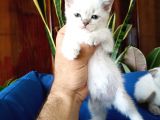 British Shorthair Yavruları