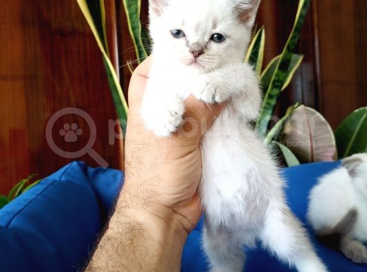 British Shorthair Yavruları görsel