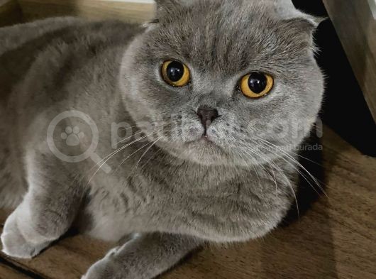 2 Yaşında Safkan Show Kalite Lilac Dişi Scottish Fold görsel