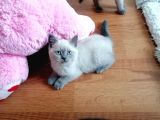 Çok Kaliteli Scottish  Blue Point