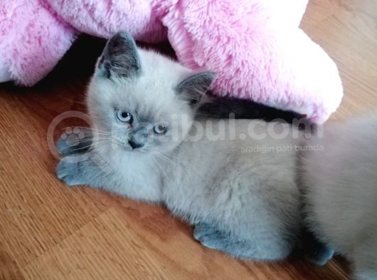Çok Kaliteli Scottish  Blue Point görsel