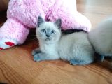 Çok Kaliteli Scottish  Blue Point