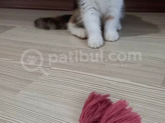 Exotic Shothair- 5 Haziran Doğumlu görsel