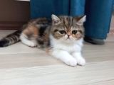 Exotic Shothair- 5 Haziran Doğumlu