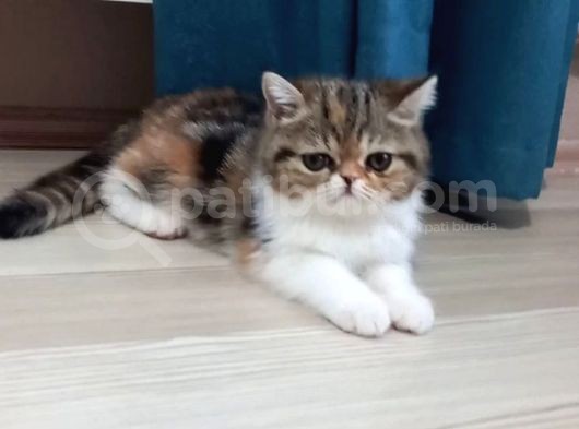 Exotic Shothair- 5 Haziran Doğumlu görsel