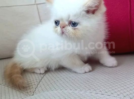 Exotic Shothair- 5 Haziran Doğumlu görsel