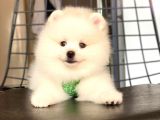 Tatli Pomerani̇an Boo