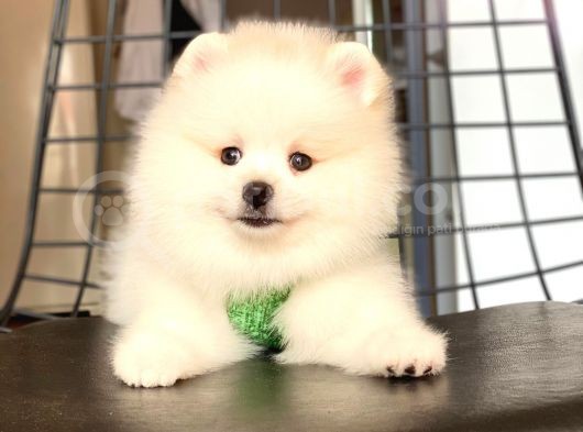 Tatli Pomerani̇an Boo görsel