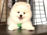 Tatli Pomerani̇an Boo