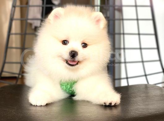 Tatli Pomerani̇an Boo görsel