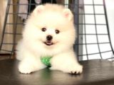Tatli Pomerani̇an Boo