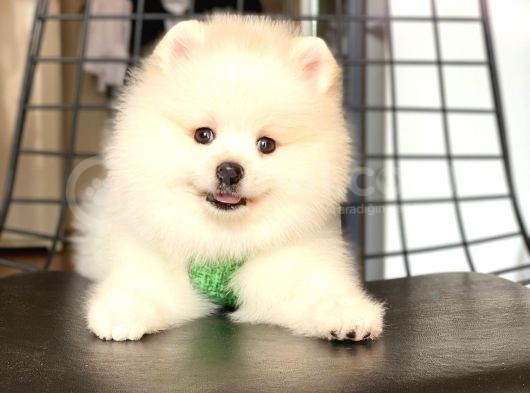 Tatli Pomerani̇an Boo görsel
