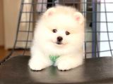 Tatli Pomerani̇an Boo