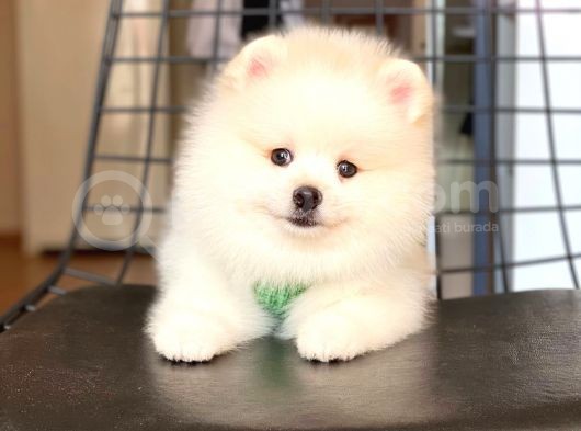 Tatli Pomerani̇an Boo görsel