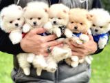 Pomeranian Boo Teddy Bear Safkan Yavrularımız