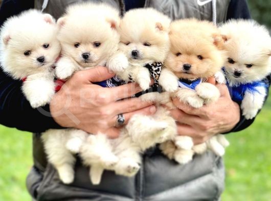 Pomeranian Boo Teddy Bear Safkan Yavrularımız