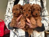Toy Poodle Yavrular Wc Eği̇ti̇mli̇ Mi̇croci̇p Li̇ Pasaportlu