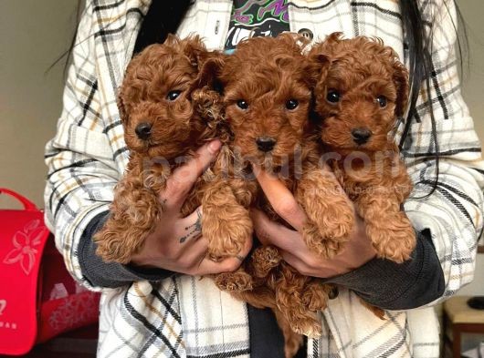 Toy Poodle Yavrular Wc Eği̇ti̇mli̇ Mi̇croci̇p Li̇ Pasaportlu