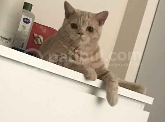 7 Aylık Brısıth Erkek Acil Yuva görsel