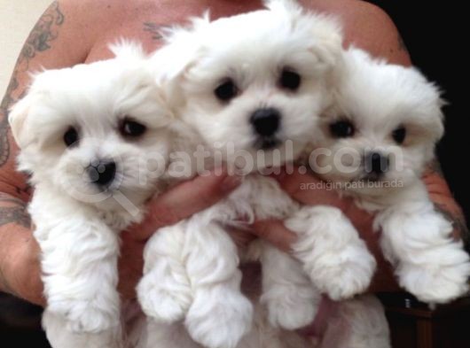 Sevimli Maltese Mini Boy Yavrular