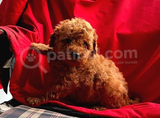 Red Brown Toy Poodle  görsel