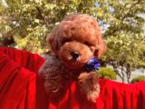 Toy Poodle Safkan Belgeli Yavrularımız