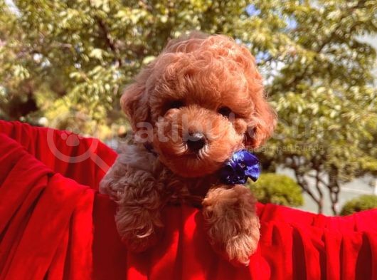 Toy Poodle Safkan Belgeli Yavrularımız görsel